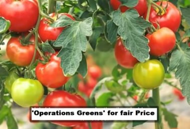 AP Govt to launch 'Operations Greens' to help tomato farmers get fair price