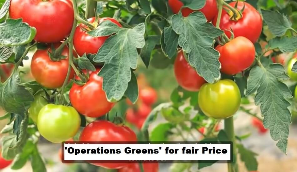 AP Govt to launch 'Operations Greens' to help tomato farmers get fair price