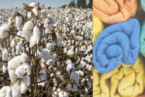 CAI estimates India's domestic cotton demand drop nearly by 6% in 2022–23