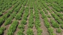 Creating customised agronomic packages for groundnut farmers-ICRISAT (1) (1)