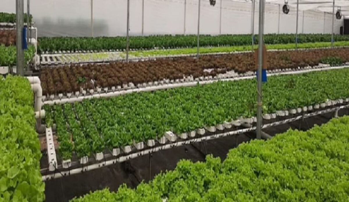 Nutrifresh welcomes a Dutch delegation to their hydroponic farm