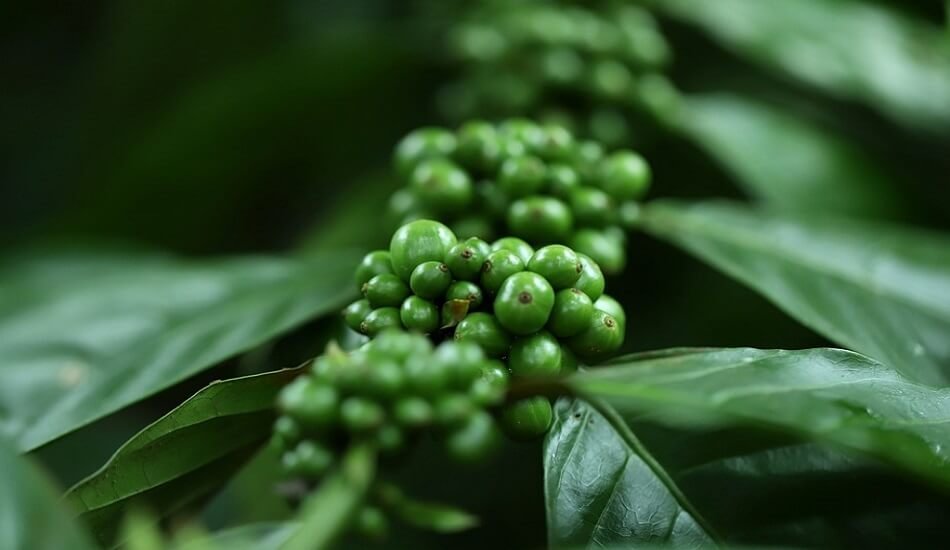 Odisha plan to grow 10,000 hectares of organic coffee in next five years