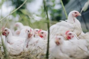 Poultry firms to hold consumption-boosting campaign from Nov 16 to18