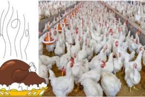 Poultry industry wants to set up exclusive board to control output, prices