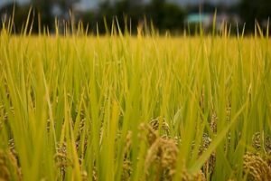 Scientists at IIRR developed paddy varieties that need 30% less phosphorous