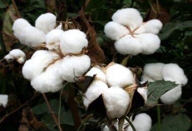 CAI asks Goyal to remove 11% import charge on cotton immediately