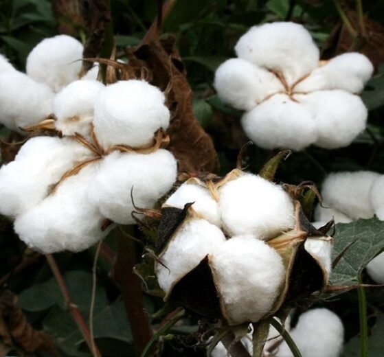 CAI asks Goyal to remove 11% import charge on cotton immediately