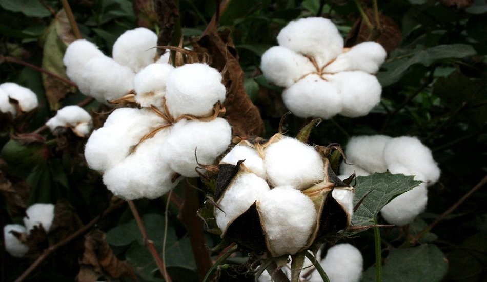 CAI asks Goyal to remove 11% import charge on cotton immediately