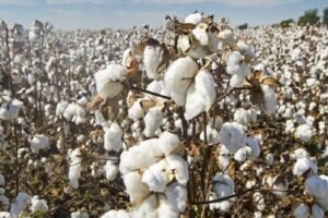 Centre will buy cotton if the prices drop below MSP says, Officials