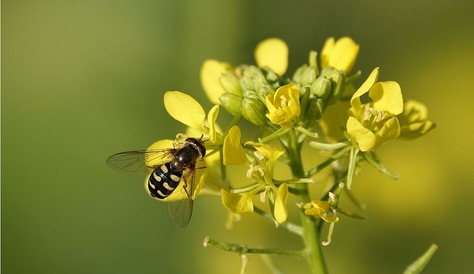 Field trial of GM mustard shows safe for bees, higher crop yield - Minister