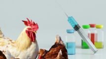 Hester Biosciences to develop, commercialize influenza vaccine for poultry