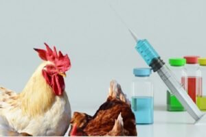 Hester Biosciences to develop, commercialize influenza vaccine for poultry