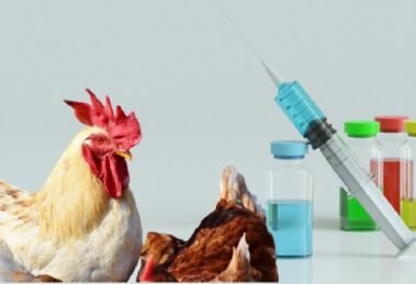 Hester Biosciences to develop, commercialize influenza vaccine for poultry