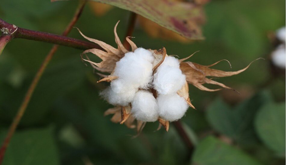 Indian cotton prices begun to match with worldwide export market