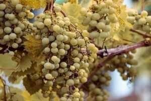 Insecticide India launches fungicide 'Stunner' to fight Downy Mildew in grapes