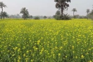 Stop release of GM mustard into environment, Doctors write to Prime Minister