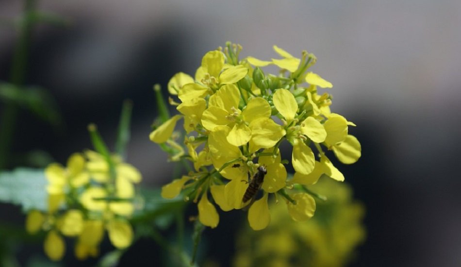 Govt responds to activists claim of regulatory flaws in GM mustard approval