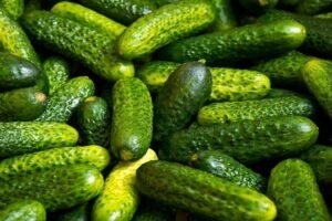 Indian gherkin producers struggle to meet rising demand from West (1)