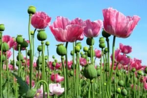 Opium farming blooms in Myanmar after military coup - UN report