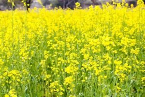 Scientists, activists unhappy with ICAR's 'gag' order on GM mustard
