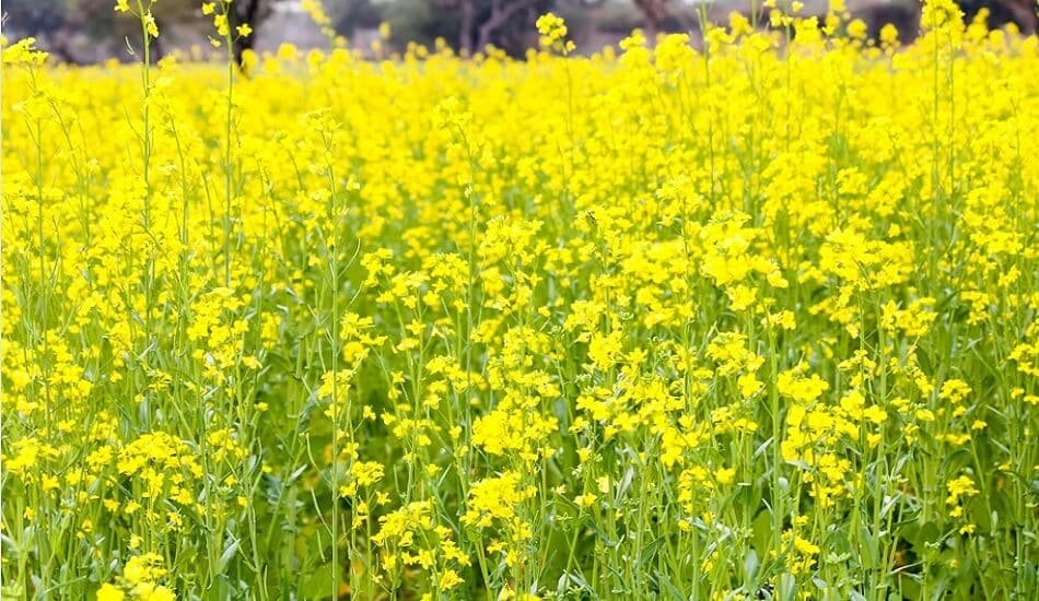 Scientists, activists unhappy with ICAR's 'gag' order on GM mustard