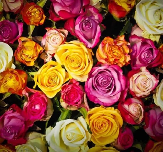 Before Valentine's Day, rose sales from Bengaluru are in full bloom