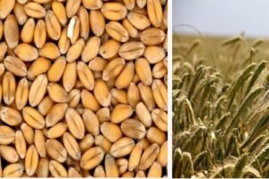 Food Corporation of India sold 3.85 LT wheat in second round of e-auction