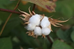 Govt to consider a new certification system for organic cotton & its derivatives