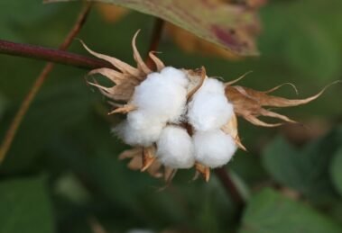Govt to consider a new certification system for organic cotton & its derivatives