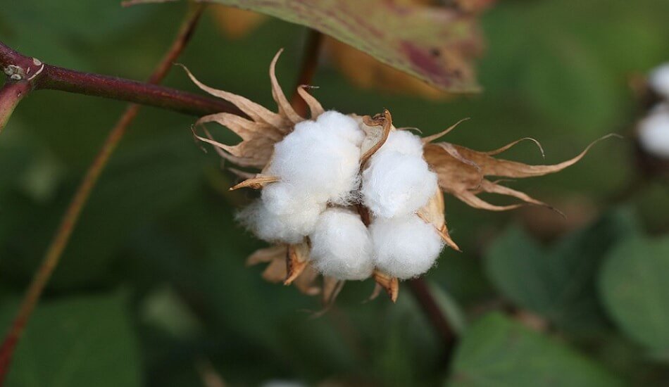 Govt to consider a new certification system for organic cotton & its derivatives