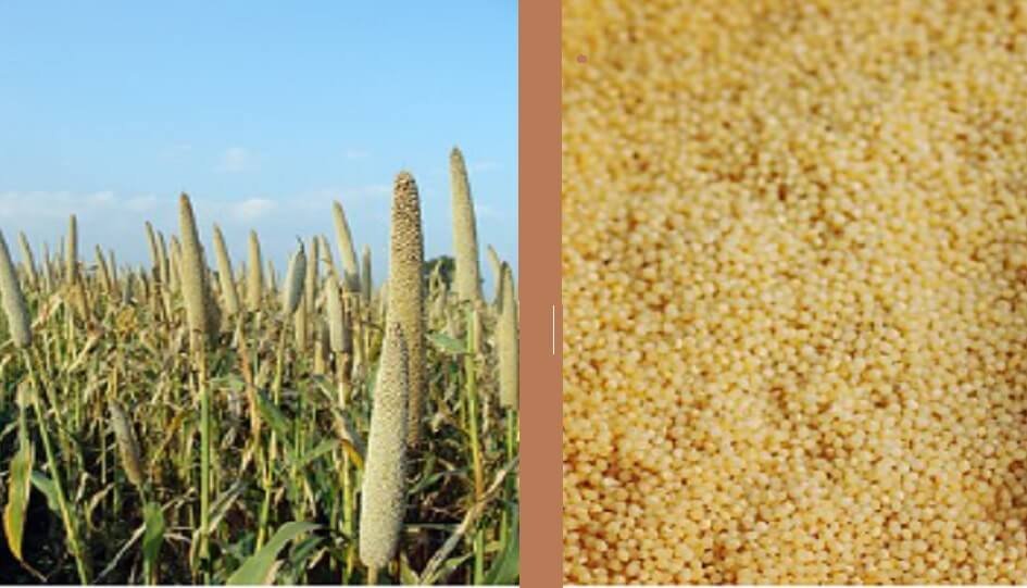 Karnataka introduces millets incentive scheme for horticultural exports