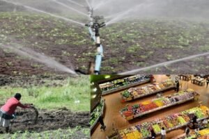 Small farmers need irrigation, fertilizers, market access to transform food systems