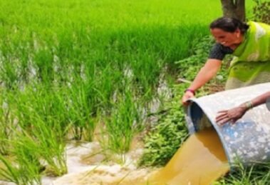 Assam to encourage more scientific research into organic farming