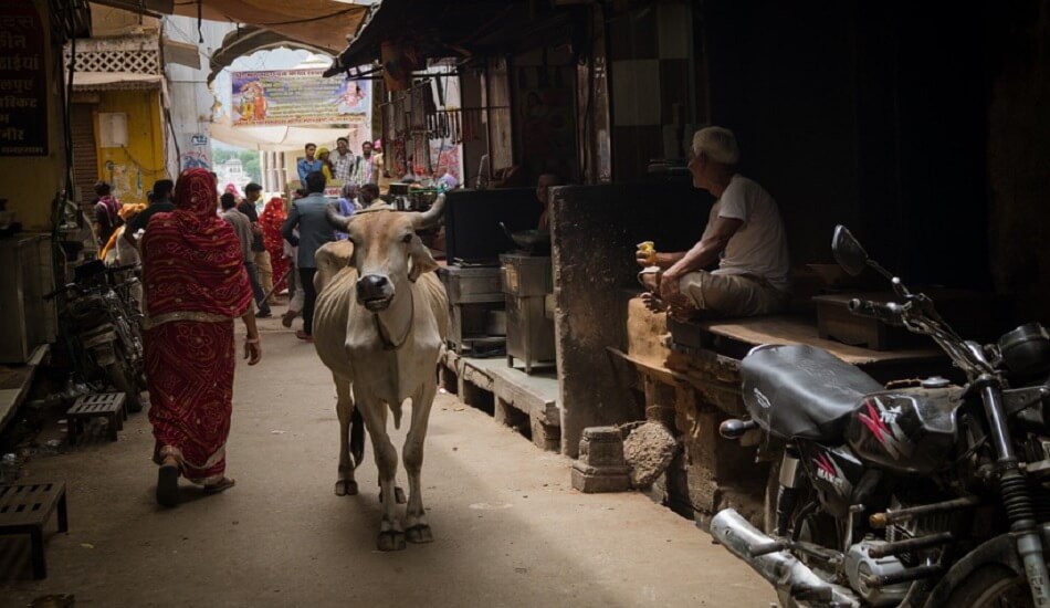 NITI Aayog seeks to make stray cattle useful to the economy