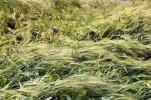 Punjab Govt raises weather damage crop loss compensation