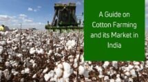 An End-to-End Guide on Cotton Farming and its Market in India