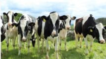 Centre considers rehaul livestock insurance scheme due to high premium