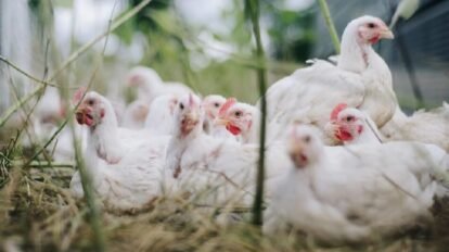 Heatwave strikes India's poultry business; cost of chicken falls 50%