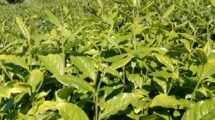Indian Tea Association suggests floor price for hit growers