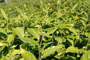 Indian Tea Association suggests floor price for hit growers