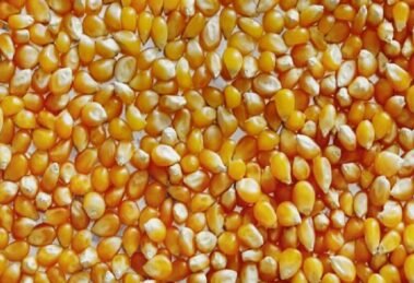 Pakistan emerged formidable rival to India in worldwide maize (corn) market