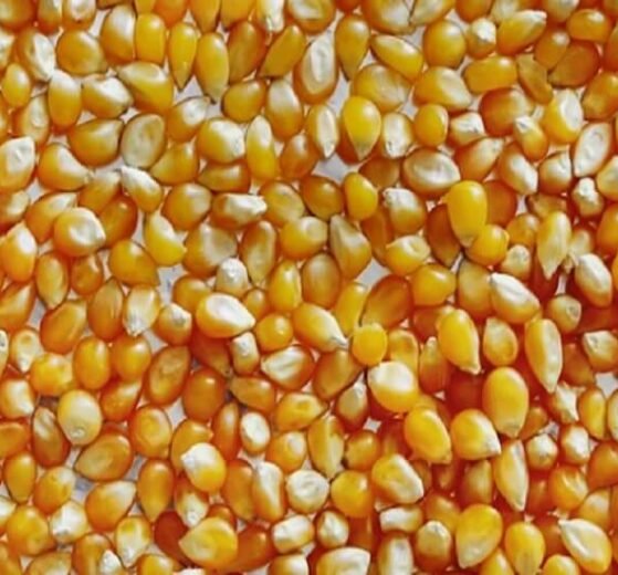 Pakistan emerged formidable rival to India in worldwide maize (corn) market