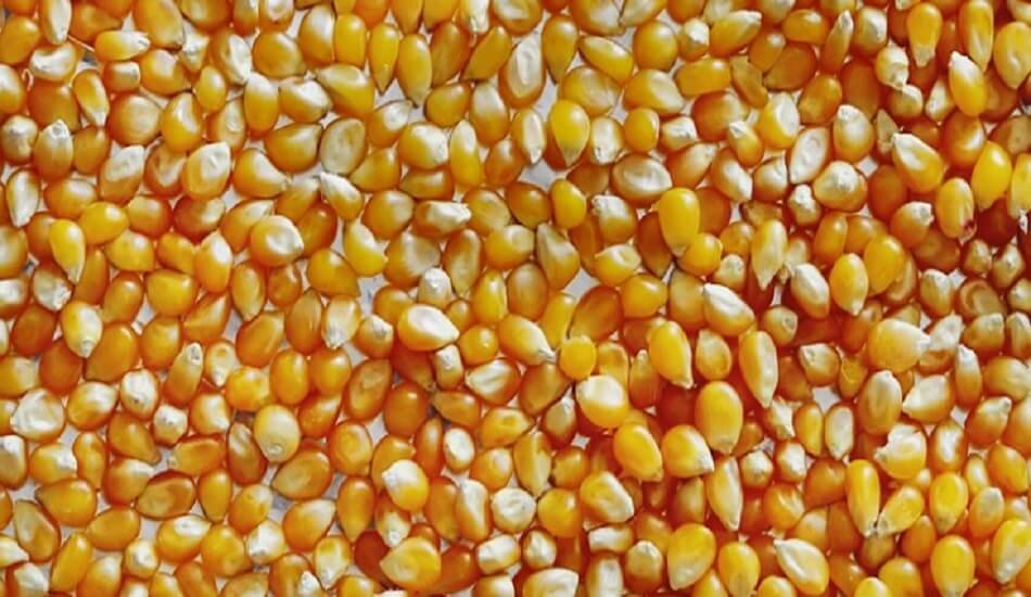 Pakistan emerged formidable rival to India in worldwide maize (corn) market