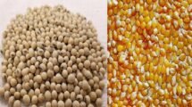 Poultry industry to seek cut in import duty on maize, soyabeans: CLFMA