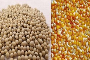 Poultry industry to seek cut in import duty on maize, soyabeans: CLFMA