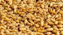 Indias-wheat-output-could-reach-a-new-high-of-114-million-tonnes
