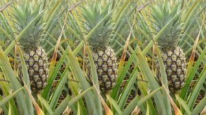 Pineapple-very-sweet-variety-to-give-potential-hope-for-Kerala-Farmers