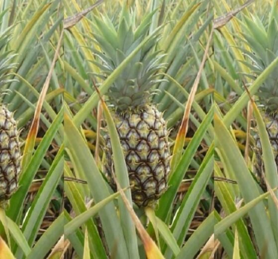 Pineapple-very-sweet-variety-to-give-potential-hope-for-Kerala-Farmers