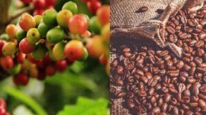 Coffee growers laughing their way to bank as prices of robustas reach a new high