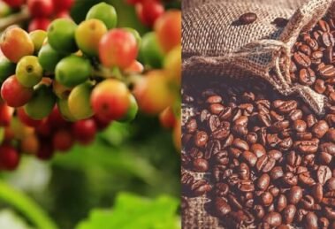 Coffee growers laughing their way to bank as prices of robustas reach a new high